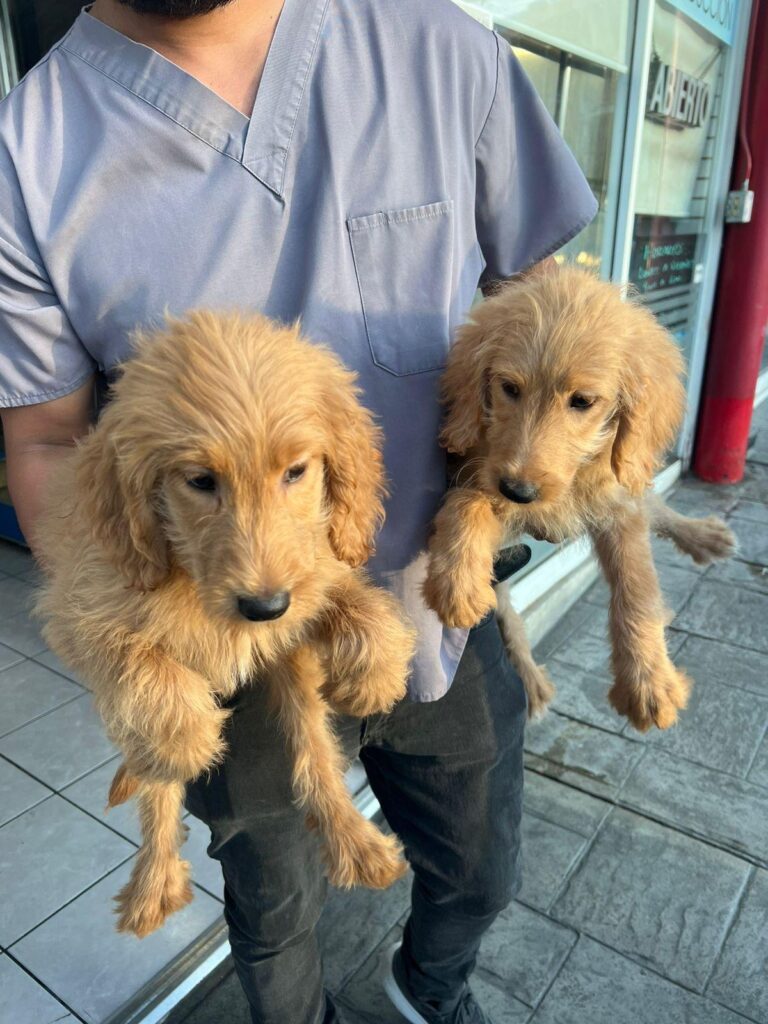 Clausuran establecimiento por venta ilegal de animales en Tijuana