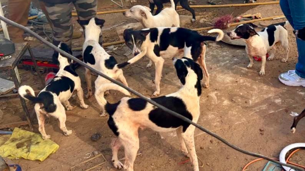 Rescatan a 21 perros en estado de abandono en Tijuana