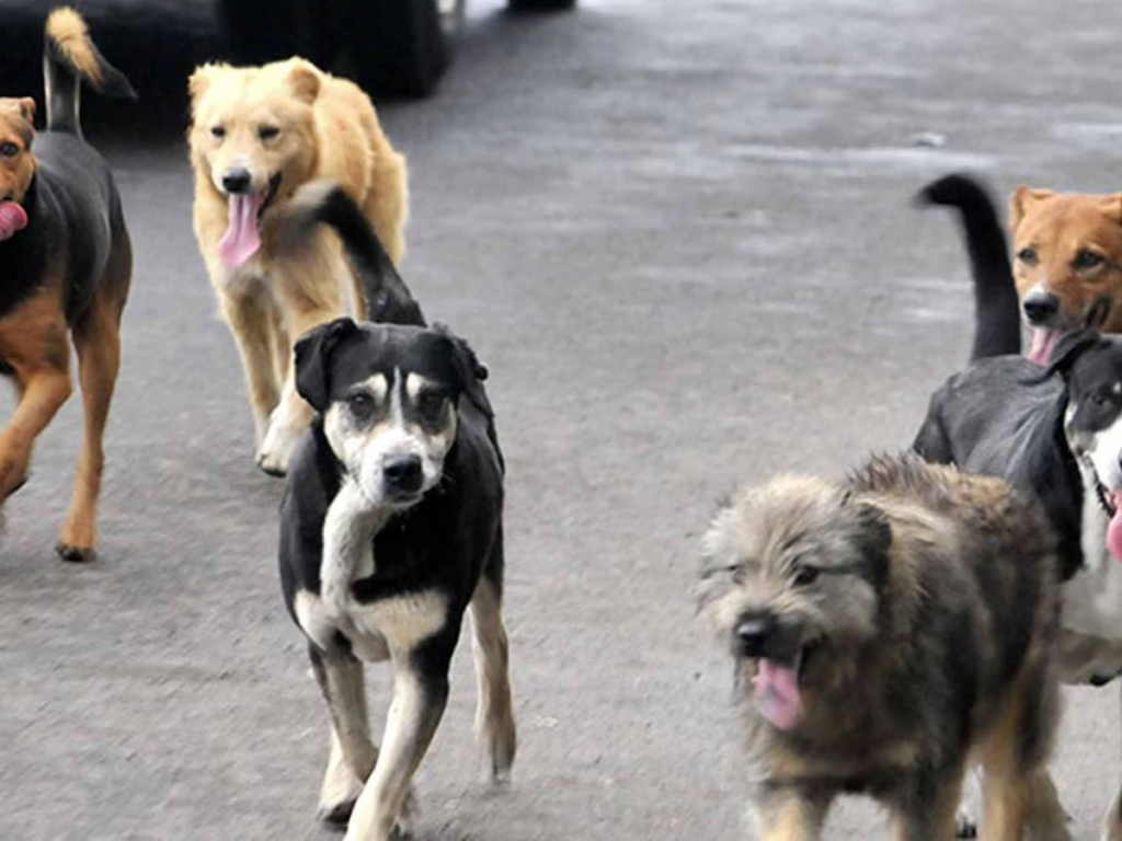 Piden reforzar esterilización de perros y gatos