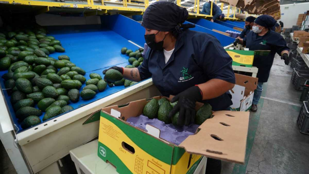 Sheinbaum presenta plan para reactivar exportación de aguacate de Michoacán a Estados Unidos