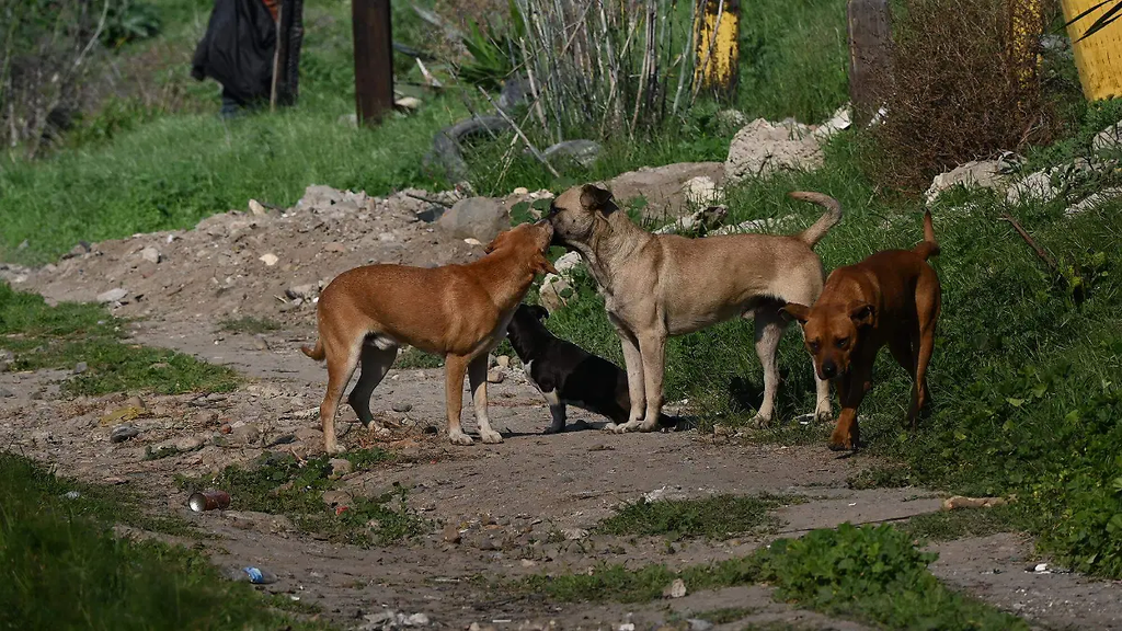 Perros y gatos, entre los principales afectados por el maltrato.