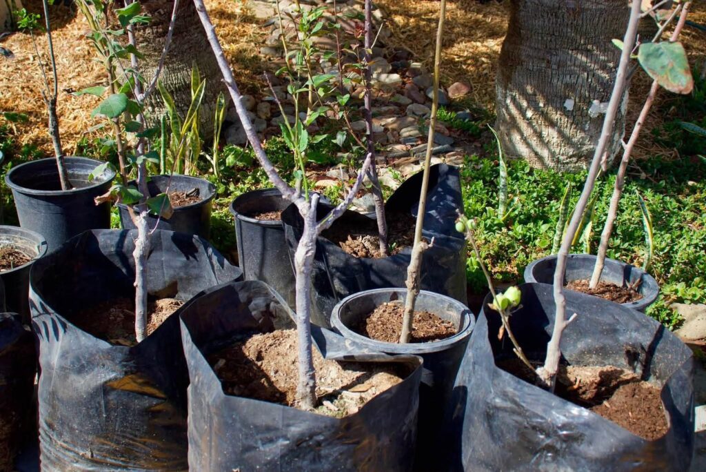 Impulsa XXV Ayuntamiento de Tijuana proyecto ambiental ‘Raíces del Cambio’