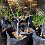 Impulsa XXV Ayuntamiento de Tijuana proyecto ambiental ‘Raíces del Cambio’