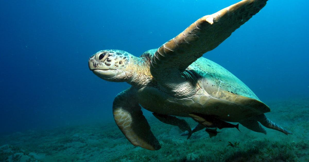WWF: aún se puede salvar la naturaleza